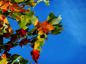 fall foliage means it's time for a fall cleanup in Manchester NH