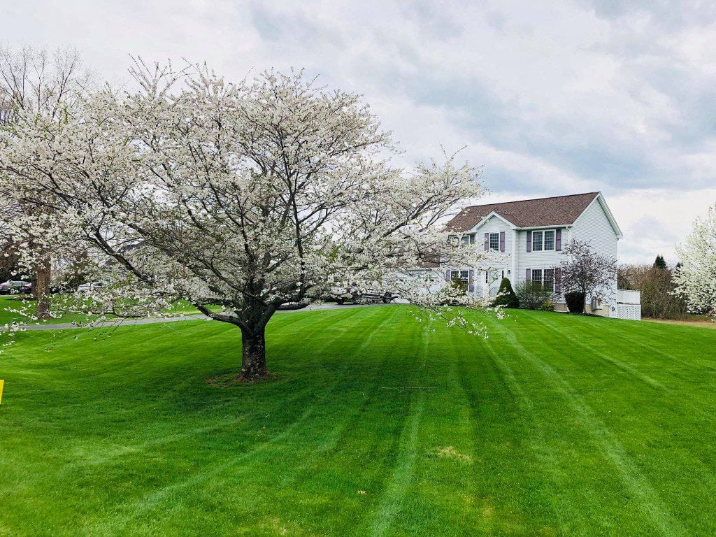 Front yard of a Manchester NH property where we had just performed lawn mowing, landscaping and tree trimming. You can see the beautifully defined lines and the perfect mulching job in the distance.