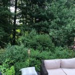 This image shows large overgrowth behind a lawn sofa. This is a recent Manchester NH fall lawn care project we recently tackled for a customer wanting their garden back.
